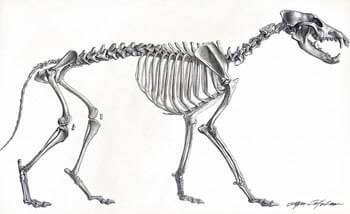 Canine Skeletal Study