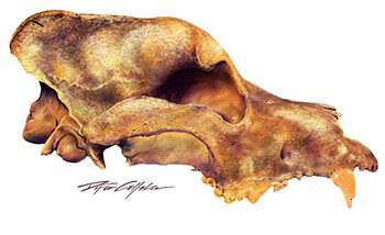 Canine Skull