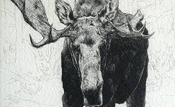 Moose