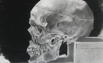 Cranial Study