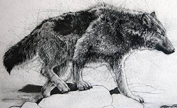 Timber Wolf