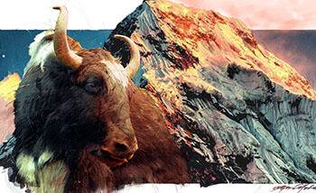 Nepalese Yak