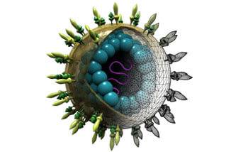 Hepatitis Virus