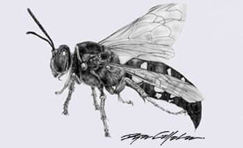 Cicada Killer