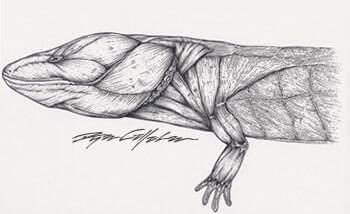 Necturus
